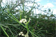 Sarcostemma intermedium